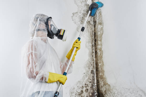 Best Office Mold Removal Services  in Brooklyn, WI