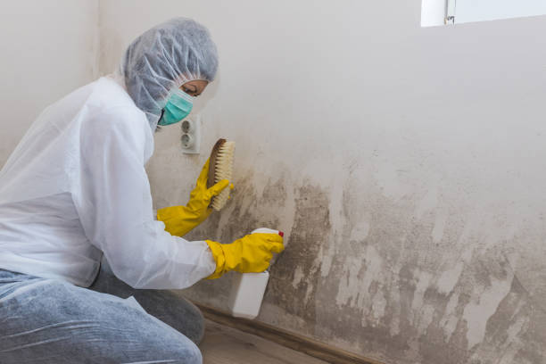 Home Mold Removal in Brooklyn, WI