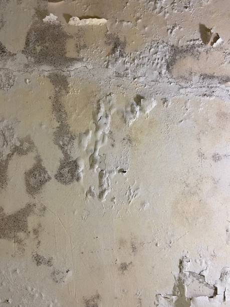 Best Home Mold Removal  in Brooklyn, WI